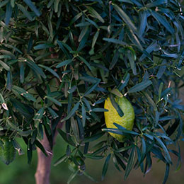 Lime, Finger Brown River